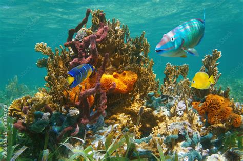 Colorful tropical marine life underwater with fish, coral and sponges, Atlantic ocean, Bahamas ...