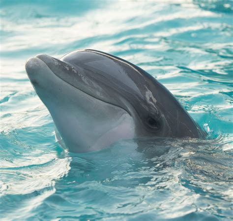 Swim with the Dolphins in the Florida Keys — Sunset Travel & Cruise