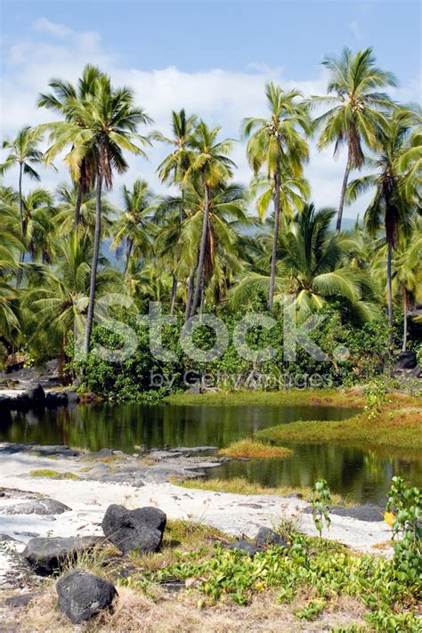 Palm Trees On Kona Beaches, Big Island Hawaii Stock Photo | Royalty-Free | FreeImages