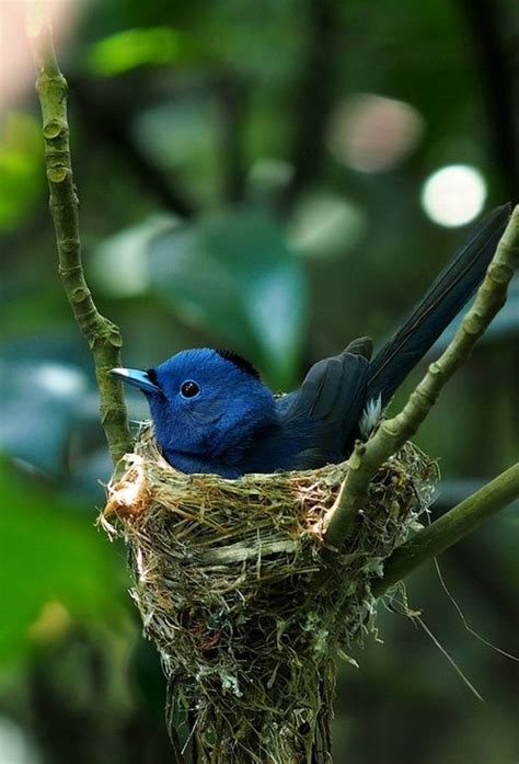 Nesting | Blue Bird | Pinterest