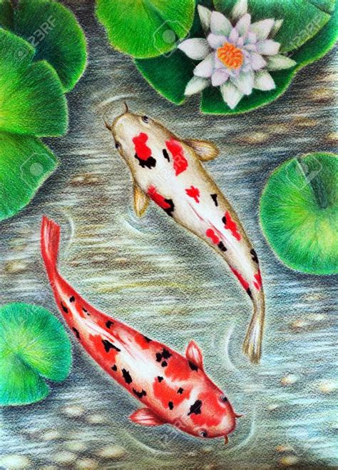 Original painting colored pencils. Beautiful Koi fish. Modern art ...