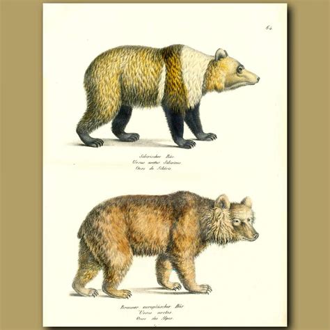 Brown Bear And Siberian Brown Bear. Genuine antique print for sale.