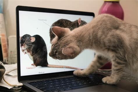 Cat Playing with Mouse in the Laptop Screen Stock Photo - Image of ...