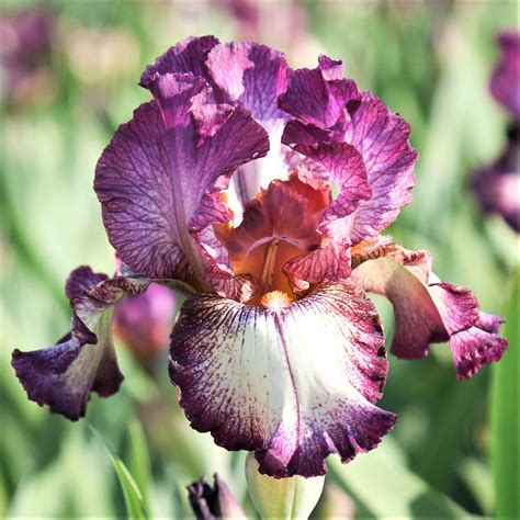 Burgundy and Cream Reblooming Bearded Iris Innocent Star For Sale – Easy To Grow Bulbs