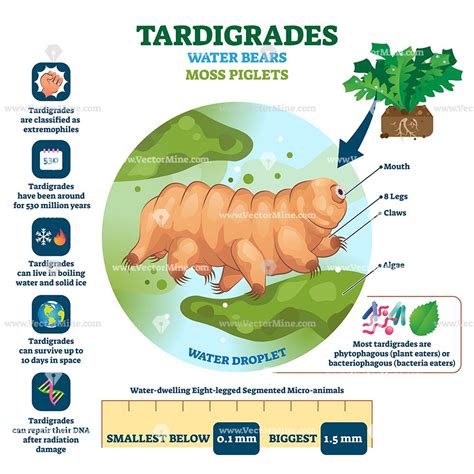 Tardigrades Water Bears vector illustration infographic | Tardigrade, Bear vector, Water bear