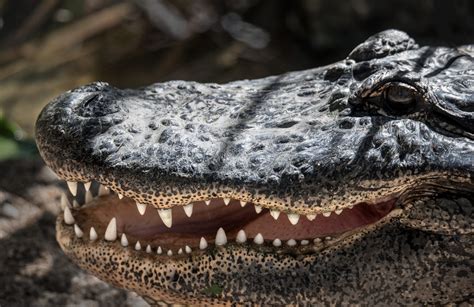 Alligator vs Crocodile: What are the Differences? - A Tutor