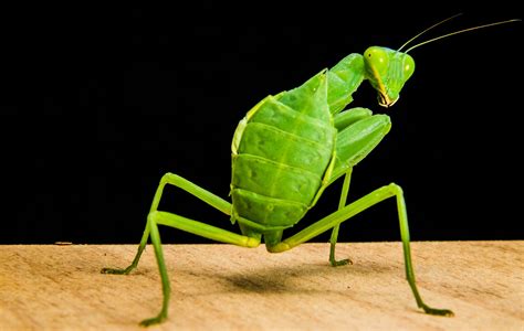 Mantis Catching Insect Green Close - Free photo on Pixabay - Pixabay