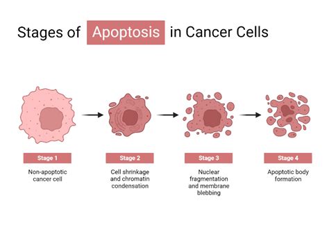 Stage of Apoptosis in Cancer Cells | BioRender Science Templates