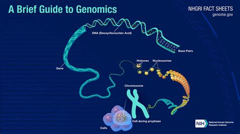 Genomik Nedir? Genom, Transkriptom ve Proteom Gibi Genetik Terimler Ne ...