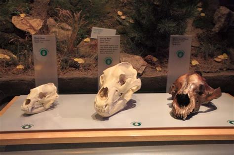 Skulls: Black Bear, Kodiak Bear and Short-faced Bear ( largest bear and extinct)
