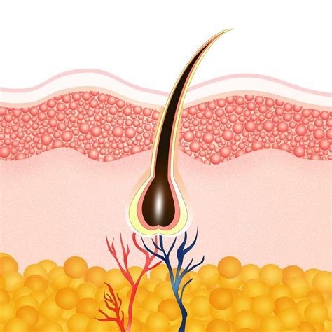 Anatomy of hair | MHRA Australia