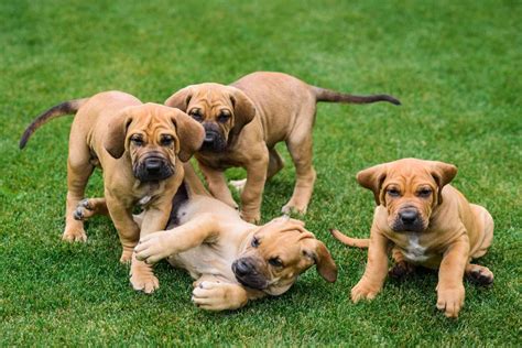 Fila Brasileiro Puppies - Ultimate Dog World