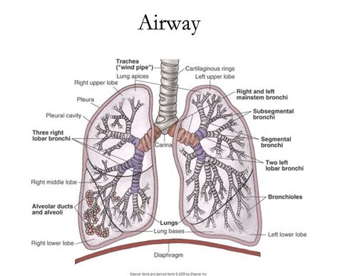 Airway Anatomy