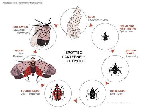 CT Spotted Lanternfly