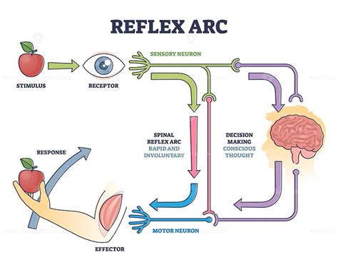 Reflex ARC sensory neuron pathway from stimulus to response outline diagram | Neurons, Neuron ...