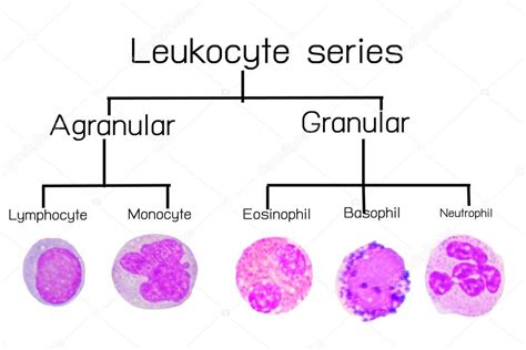 Leukocyte series or white blood cells Stock Photo by ©toeytoey 105898646