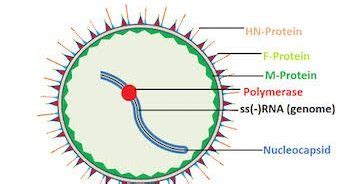 GROUP - V ORDER - Mononegavirales FAMILY - Paramyxoviridae GENUS - Rubulavirus GENOME - Linear ...