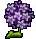 Hydrangea flowers - YPPedia