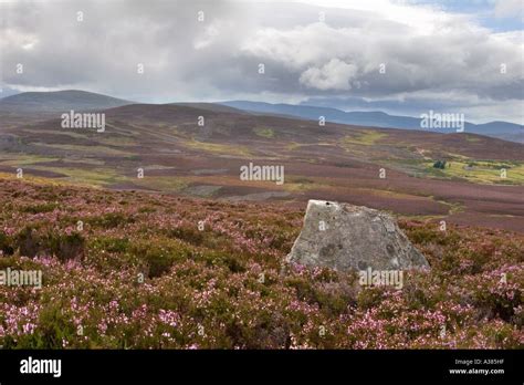 Heather in flower scotland - scottish heather moors, Scotland uk Stock Photo: 6115294 - Alamy