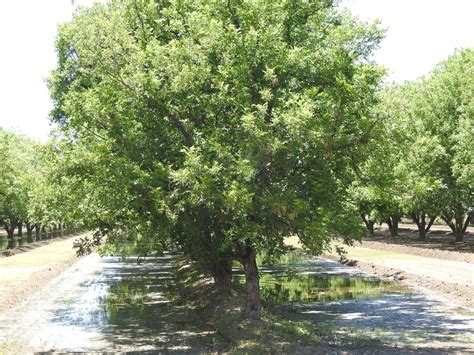 What Does a Pecan Tree Look Like? » Top Facts