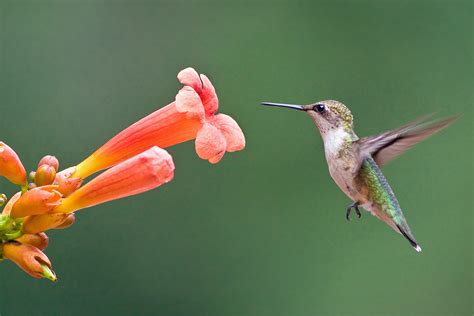 Plant Native Flowers for Hummingbirds and Other Pollinators and Birds ...