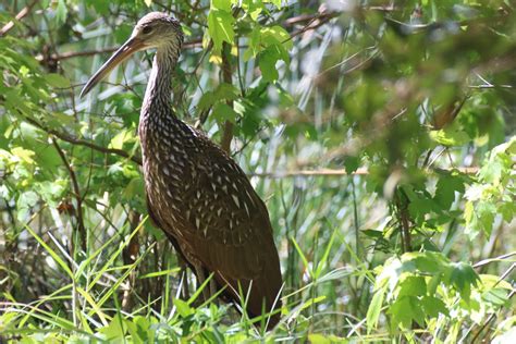 Limpkin | Great Bird Pics