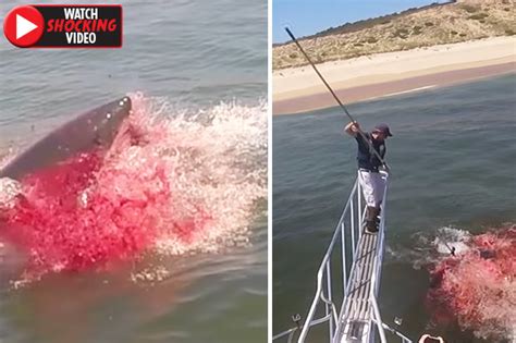 Great white shark turns sea blood red as savage attack stuns experts | Daily Star