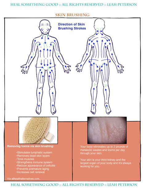 Chart – Skin Brushing Technique – Heal Something Good