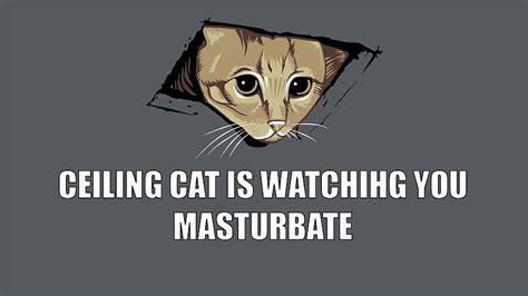 Memes, Cat, Dark Humor / and Mobile Background, Funny Cat Memes HD ...