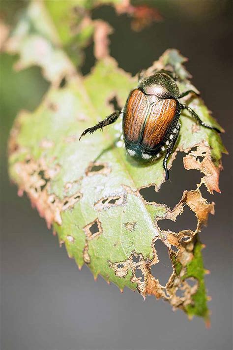 Battling Japanese Beetles: Tips for Banning Them from the Garden