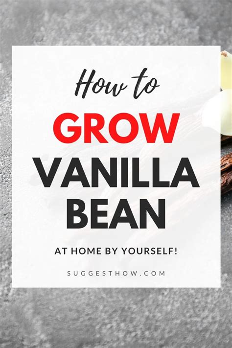 How to Grow Vanilla Bean – 5 Step Guide | Grow vanilla beans, Vanilla ...