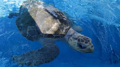 Hundreds of dead sea turtles found off El Salvador - Technology & Science - CBC News