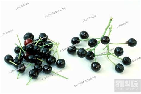 DEU, 2003: Mahaleb Cherry (Prunus mahaleb), fruit, studio picture, Stock Photo, Picture And ...