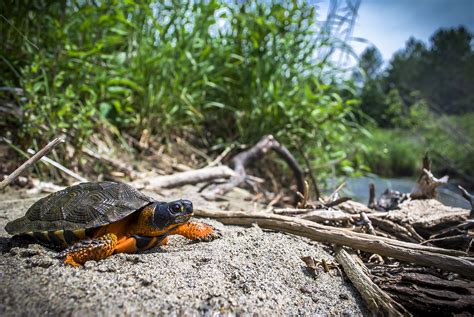 Wood Turtles