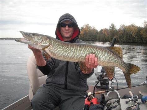 Muskellunge | Fly fishing, Trout fishing, Trout fishing tips