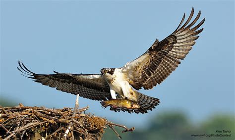 Is the Seahawk a Real Bird? - The National Wildlife Federation Blog