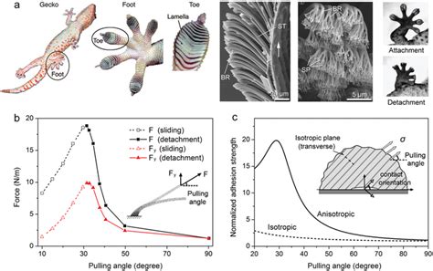 Orientation‐dependent adhesion in gecko's foot and an anisotropic ...