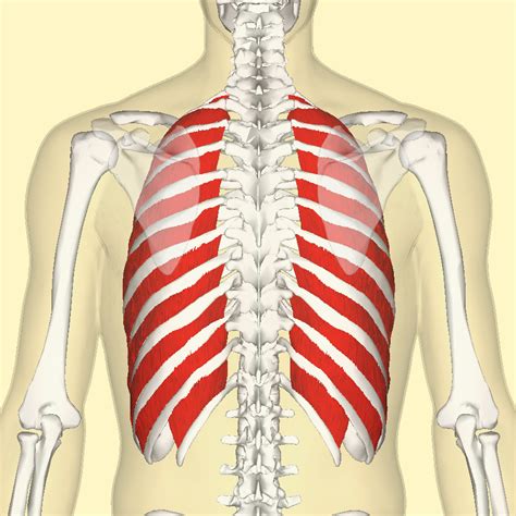 External intercostal muscles - Wikipedia