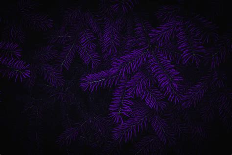 [200+] Dark Purple Backgrounds | Wallpapers.com