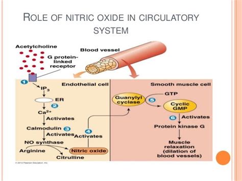 nitric oxide