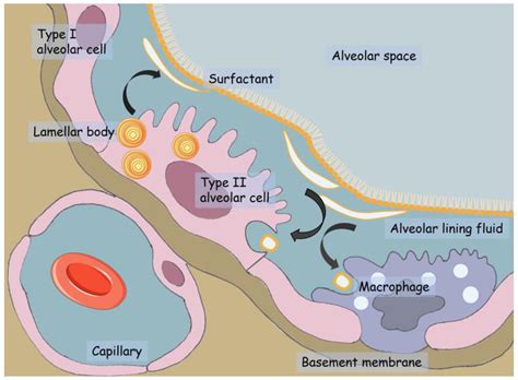 IJMS | Free Full-Text | Molecular Impact of Conventional and Electronic Cigarettes on Pulmonary ...