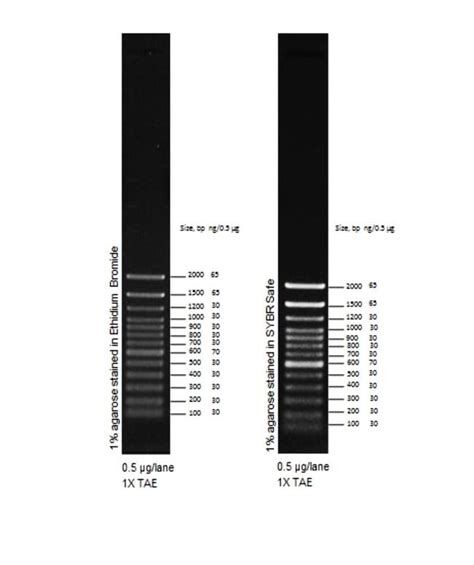 TrackIt™ 100 bp DNA Ladder