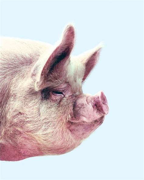 pig's face | Communication Arts | Cute animals, Pet pigs, Pig