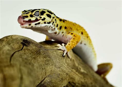 What is the best leopard gecko habitat setup? – Childhoodpets.com