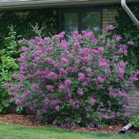 Bloomerang Dark Purple Syringa | Spring Meadow - wholesale liners - Spring Meadow Nursery