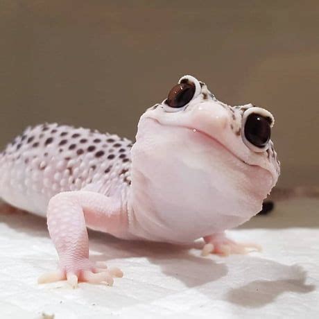 An adorable Leapord Gecko! | Pet lizards