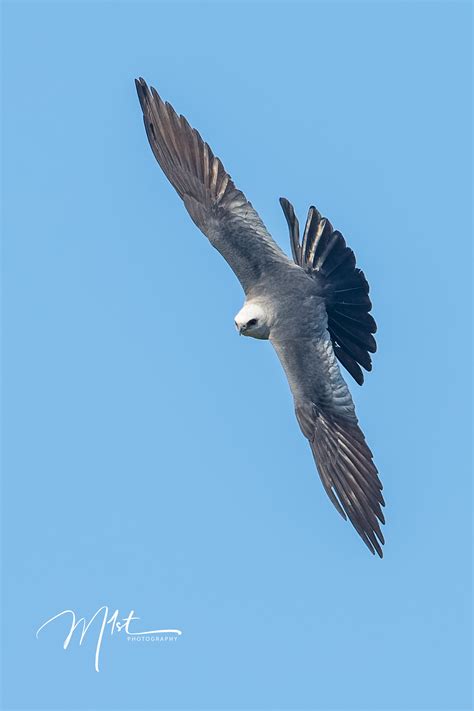 Wildlife photography: One Mississippi, two Mississippi, three Mississippi