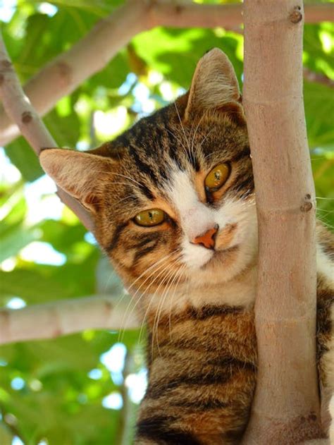 Cat on Tree Branch during Daytime Focus Photography · Free Stock Photo