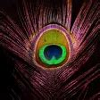 Peacock Feather HD Wallpapers APK for Android - Download
