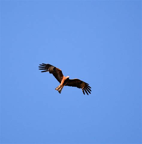 Raptor ??? | BIRDS in BACKYARDS